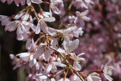 Prunus subhirtella 'Pendula' - višeň chloupkatá 'Pendula' (2)
